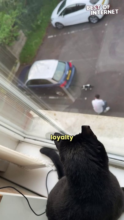 Dad Pets Another Cat & Cat PLOTS REVENGE