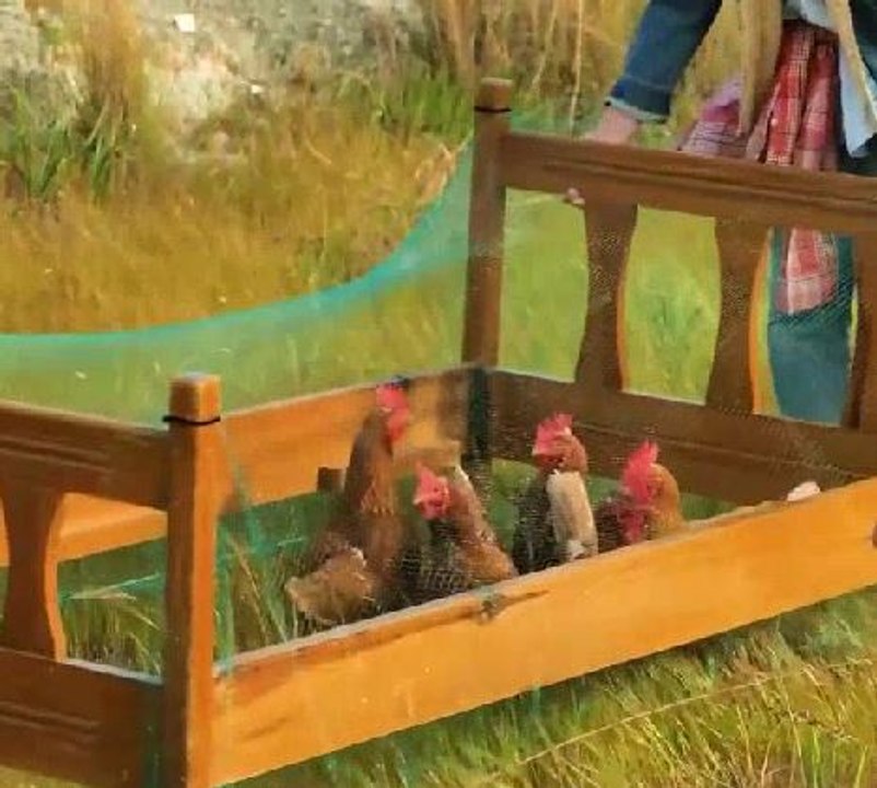 Innovative chicken farming ideas to boost your results!