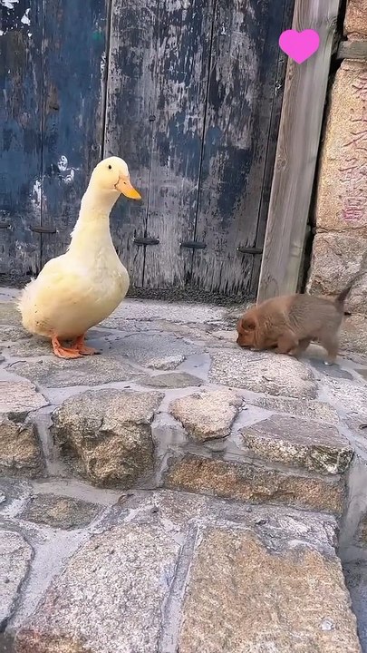 Funny*funny animals*funny animals video*funny funny*