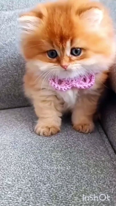 cute cute cute  .mp4