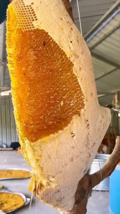 Subhanallah very beautiful honey #bees #viralvideo #shorsvideo #youtubeshortvideo