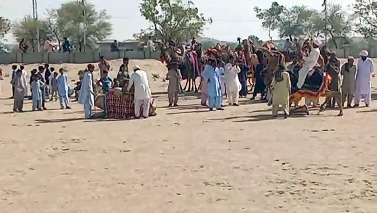 Desert animals Camel  romance desert