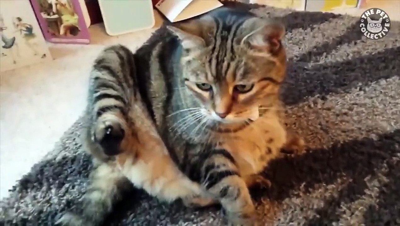 Funny funny #funny animals #funny video #funny cartoon #comedy