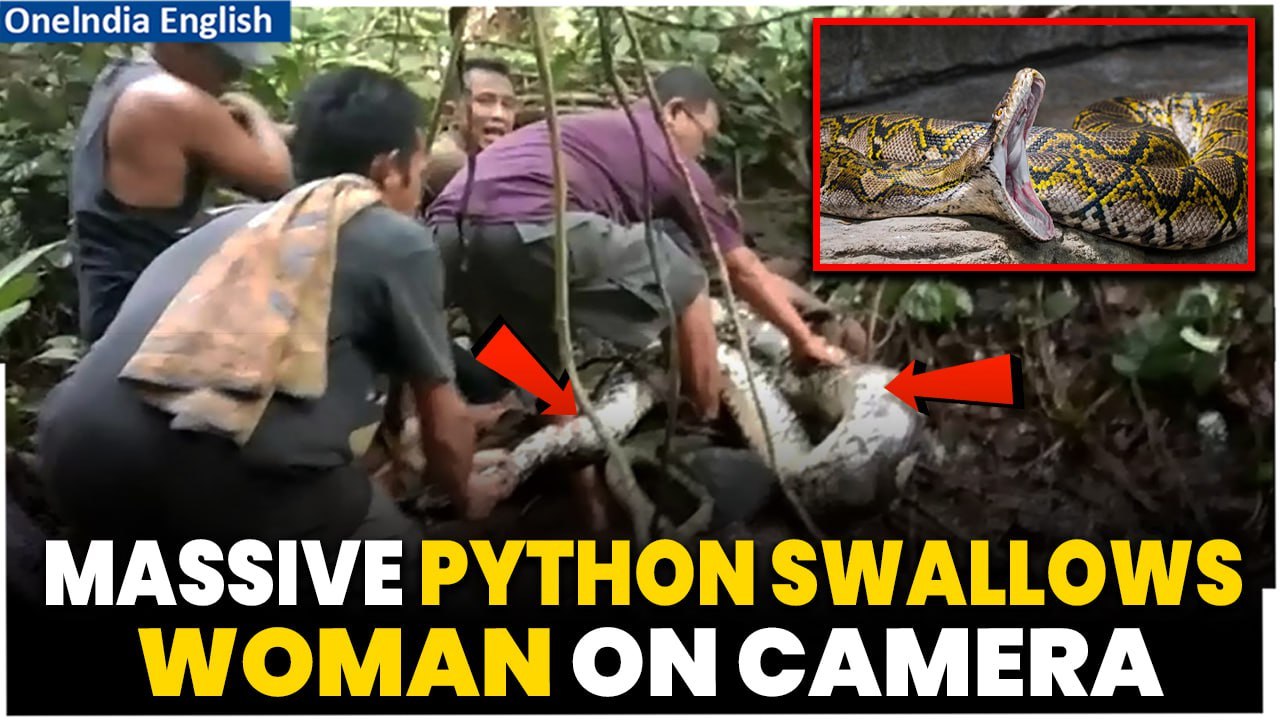 SHOCKING! Missing woman found dead inside 16-foot-long python after it swallowed her | Watch