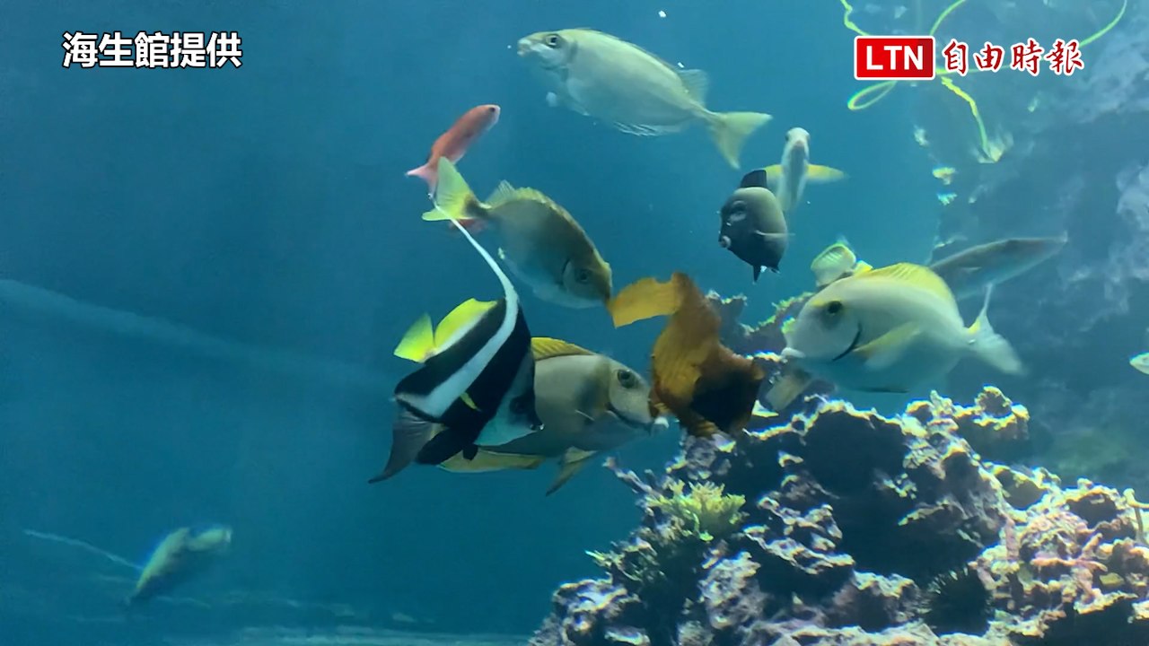 海洋魚兒也要吃粽過節？全台唯一藻食粽海生館專屬(海生館提供)