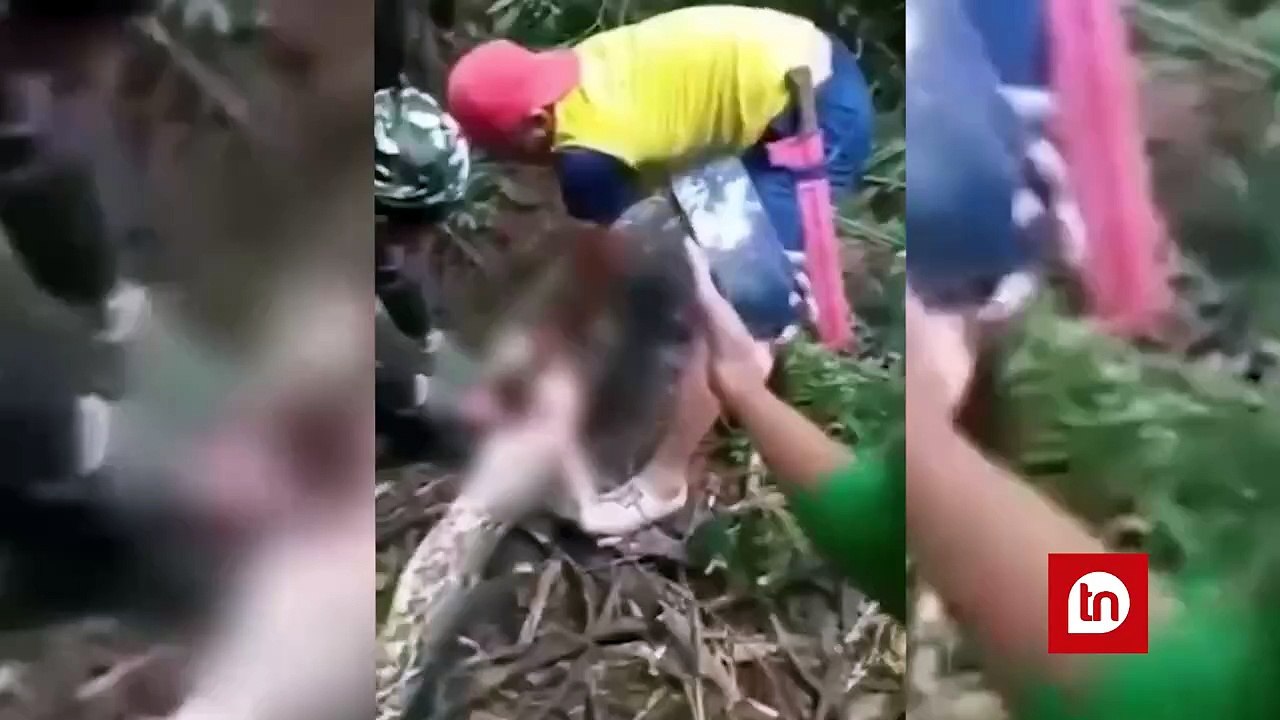 Corpo de mulher é retirado do estômago de cobra gigante em cena aterrorizante