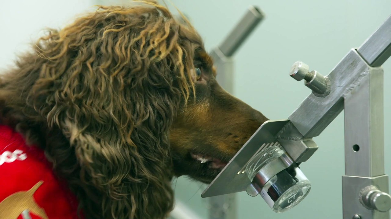 Medical Detection Dogs - Asher at work