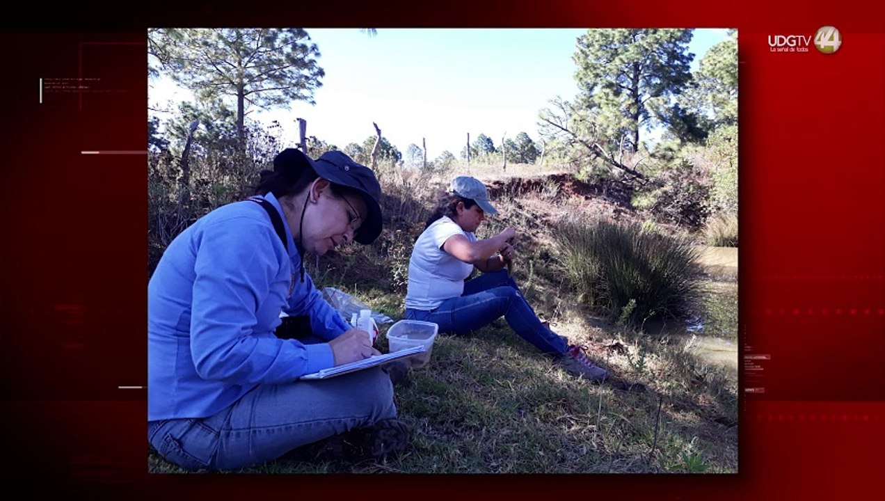 El Ajolote de Chapala, una especie poco conocida y amenazada