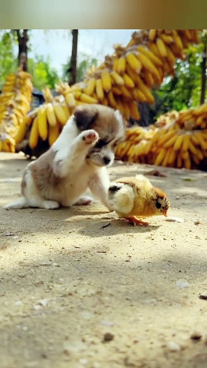 Adorable Cat Compilation 🐱 #ViralShorts