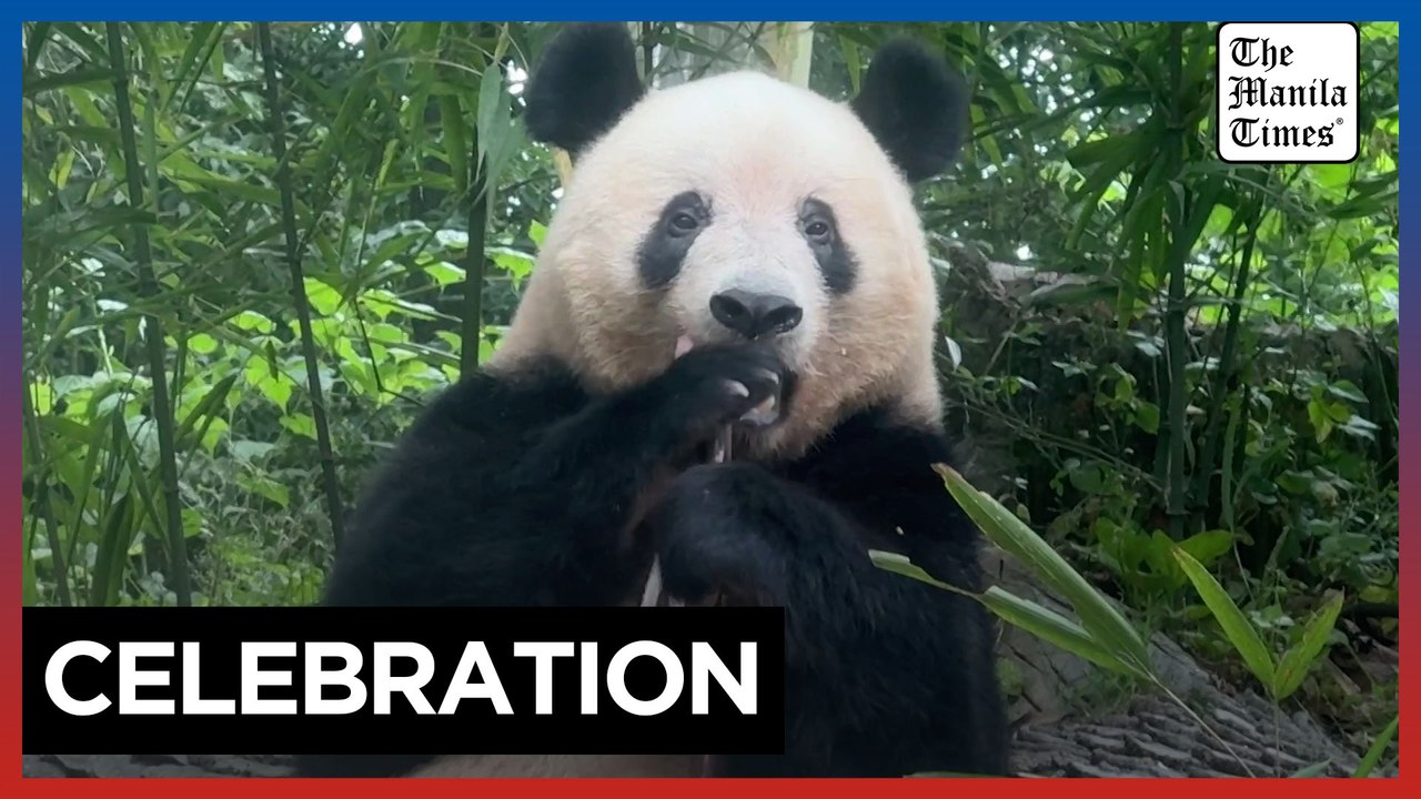 Japan-Born Giant Panda Xiang Xiang Celebrates 7th Birthday in China 🎉