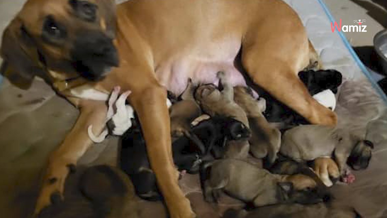 Hündin auf der Straße ausgesetzt: Der Grund schockiert alle!