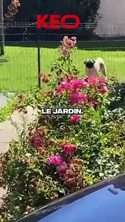 VALOUZZ ET PIDI AGRESSES PAR DES LANCERS DE CAILLOUX PAR DES ABONNES !