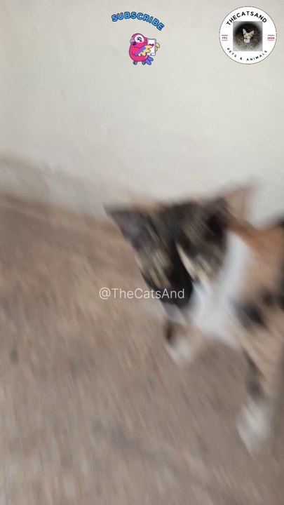 Cat Meowing Sound | Cat Meowing Loudly. #cat #sound #meoing