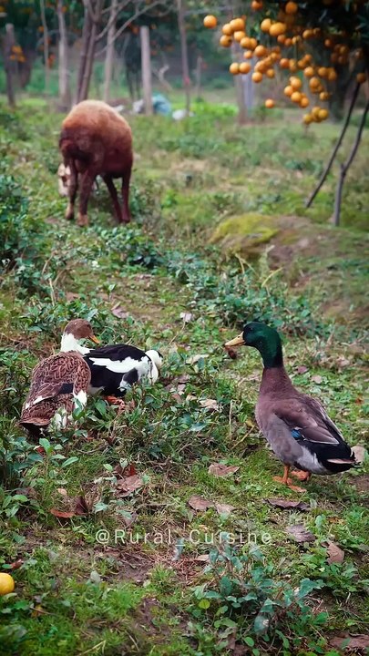 Walnut Kuku Aghouz Kuku @ Rural Cuisine