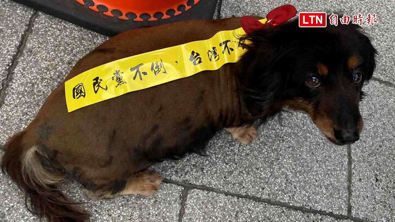 青鳥全台串聯 台中市府廣場再現人潮