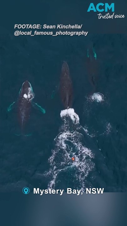 Entangled whales spotted across NSW coast