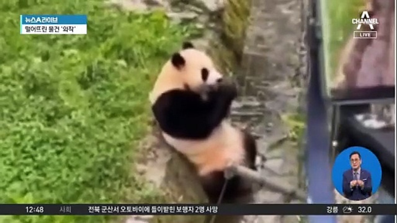 관광객 흘린 물건에 푸바오 관람 중단