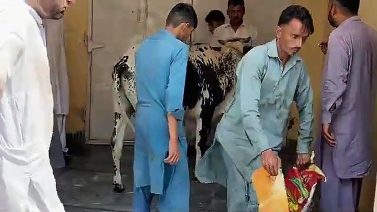 Angry Cow Qurbani 2024
