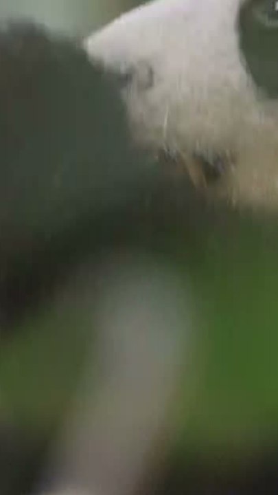 ECTLS - Comment s'appelle le cri du panda ?