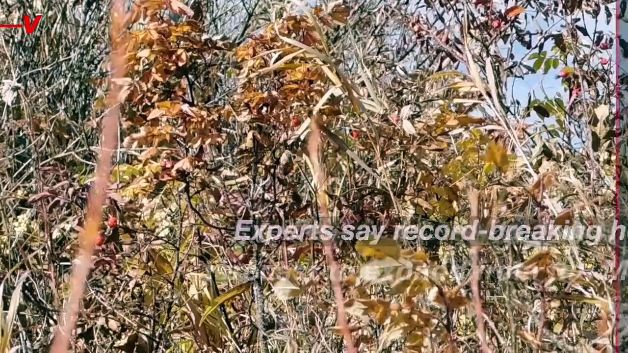 National Weather Service Releases Heat Risk Map Amidst Record Breaking Temperatures