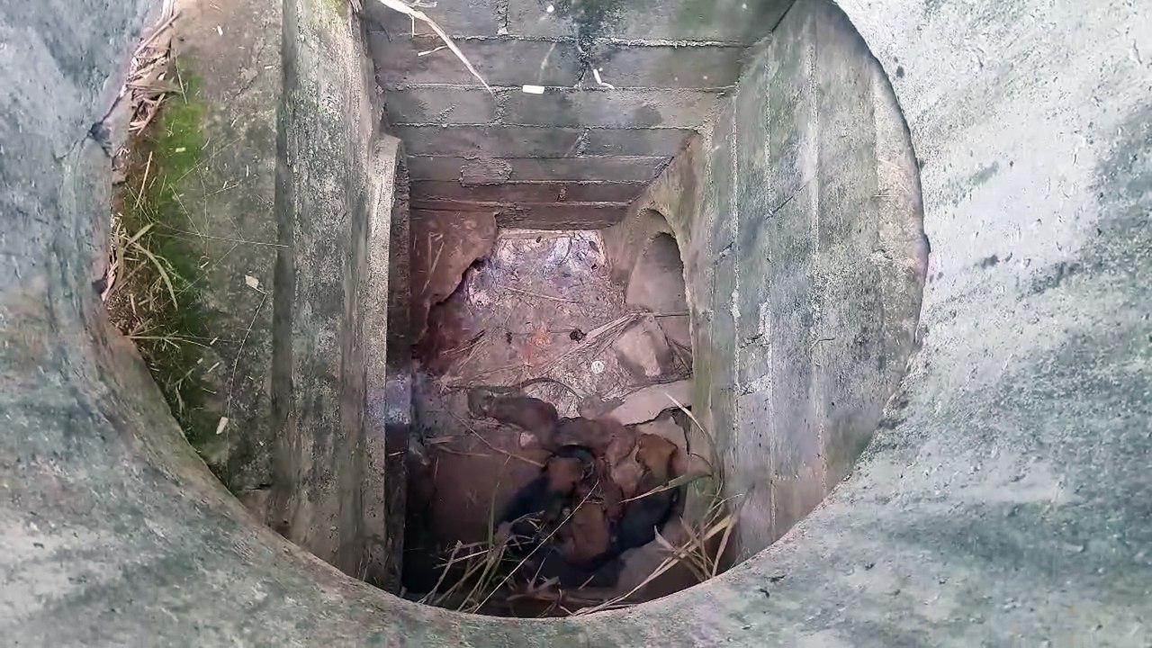 Filhotes de cachorro são resgatados de bueiro no Esmeralda
