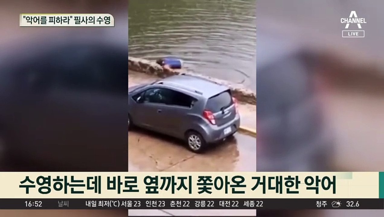 “악어를 피하라”…필사의 수영