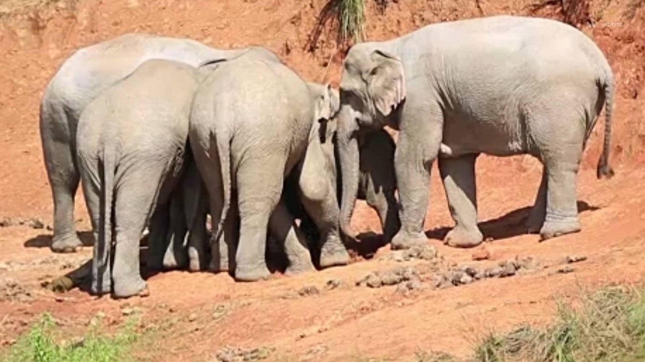 Researchers Use Machine Learning to Understand How Elephants Communicate