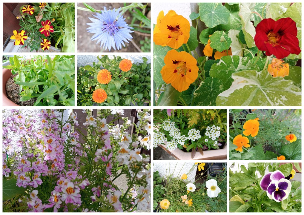 Top 10 summer flowers easy to grow from seed