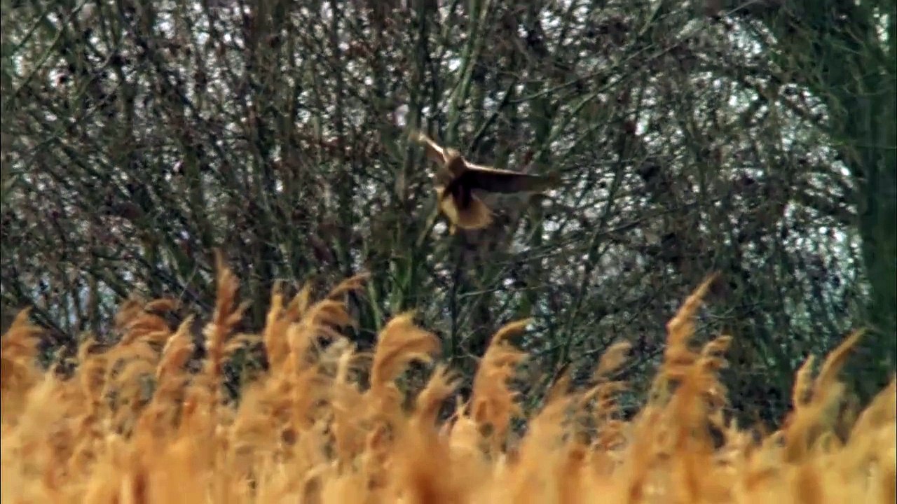 Marsh Harriers 'skydance' in Suffolk skies