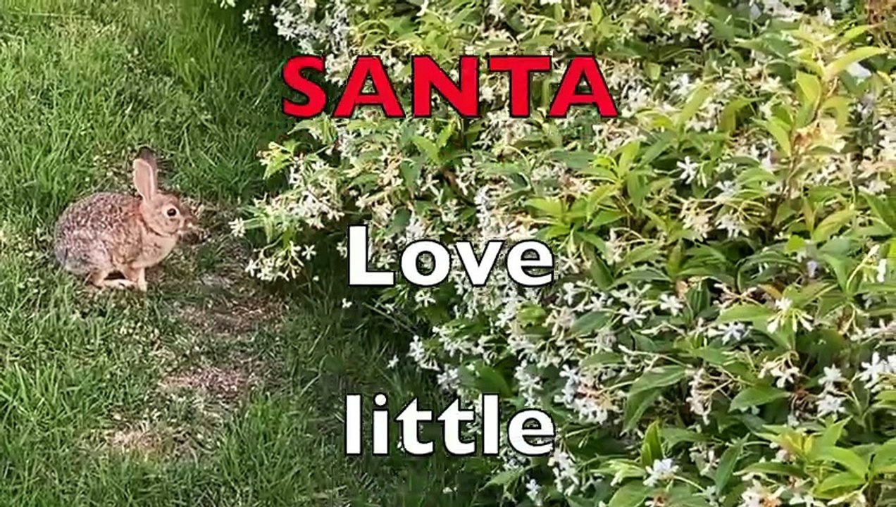 Sing BUNNIES & BLUE JAYS & LADS & LASSIES