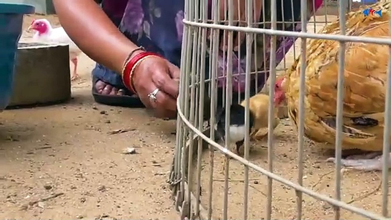 Cute hen baby/cute chicks/hen cute baby