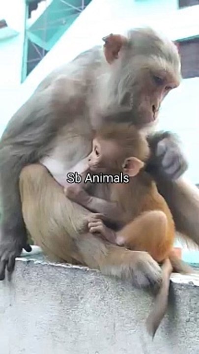 Monkey Shorts Video Funny, Monkey Video, Monkey Comedy Video Funny Shorts #Monkey#Animalsvideo#FunnyMonkey