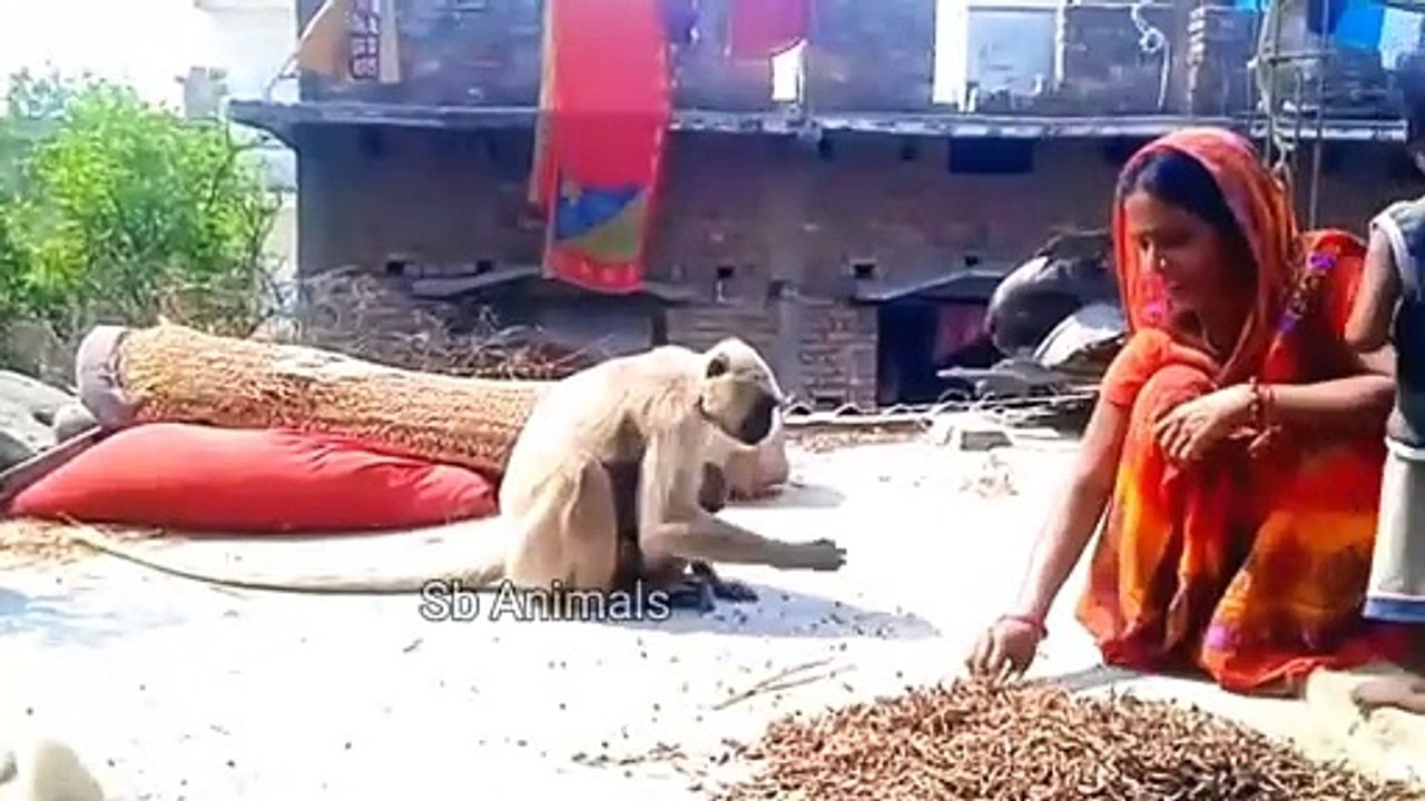Monkey Honuman Funny Video, Monkey Comedy Video,Monkey Funny Video #Animajsvideo#Wildlifeanimals