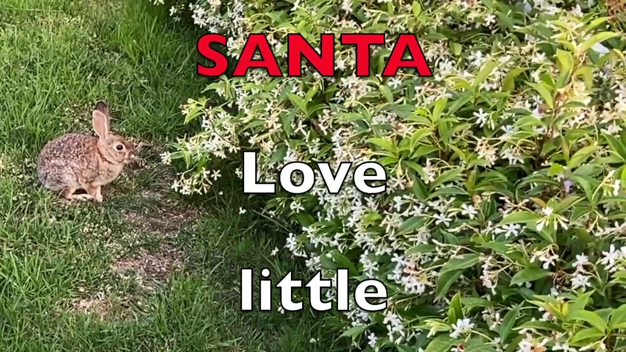 BUNNIES Hop When IRISH EYES Are SMILING