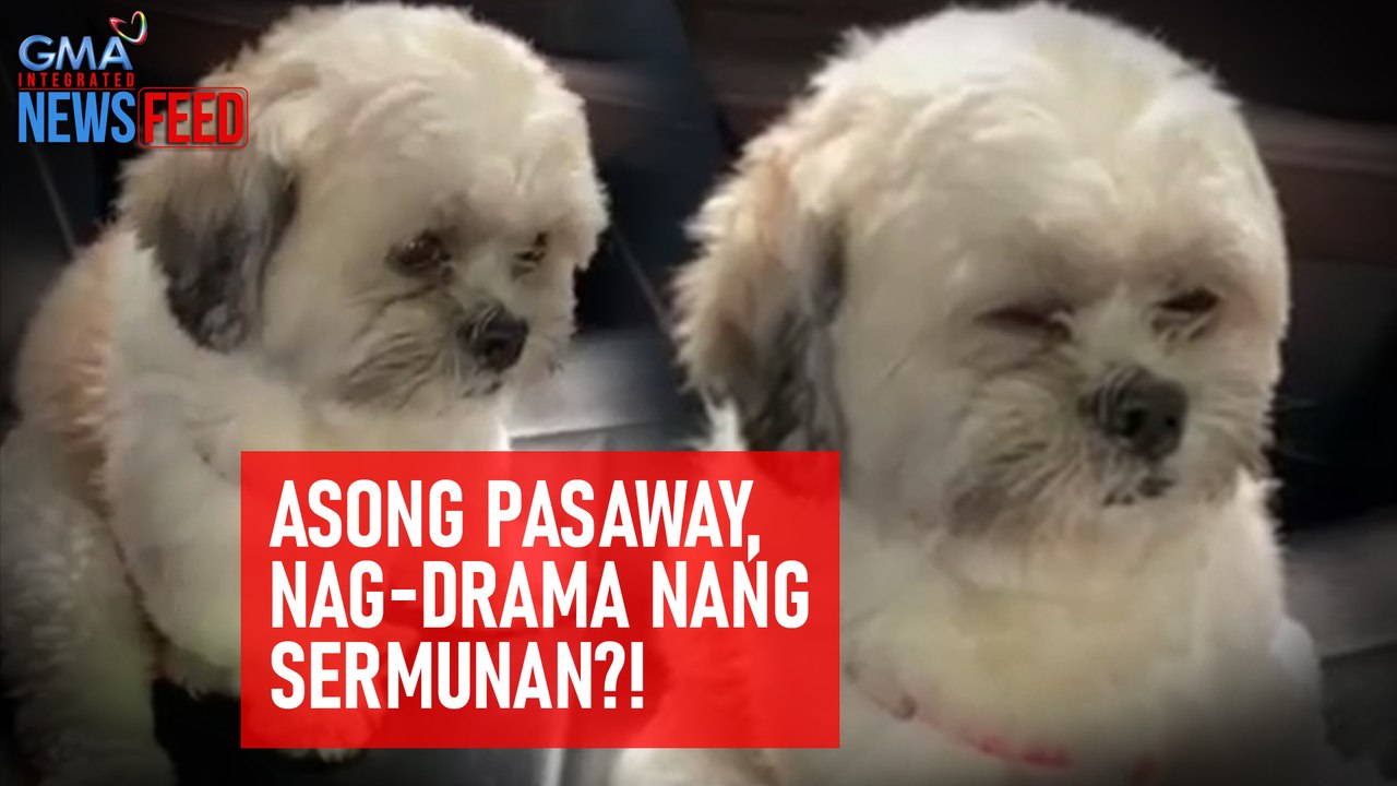 Asong pasaway, nag-drama nang sermunan?! | GMA Integrated Newsfeed