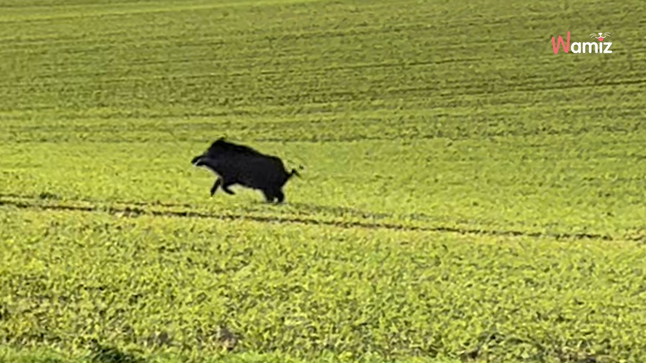 Hund auf dem Feld: Plötzlich rast ein Wildschwein heran und... (Video)