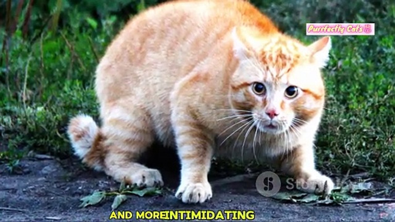 Unlocking the Secrets of Your Cat’s Body Language