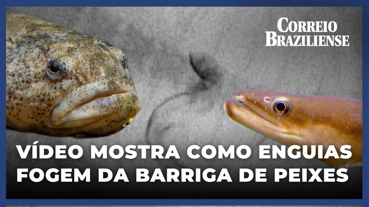 Estudo mostra enguias escapando do estômago de peixes pelas guelras