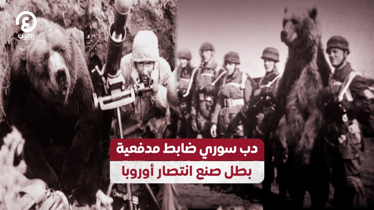 دب سوري ضابط مدفعية.. بطل صنع انتصار أوروبا