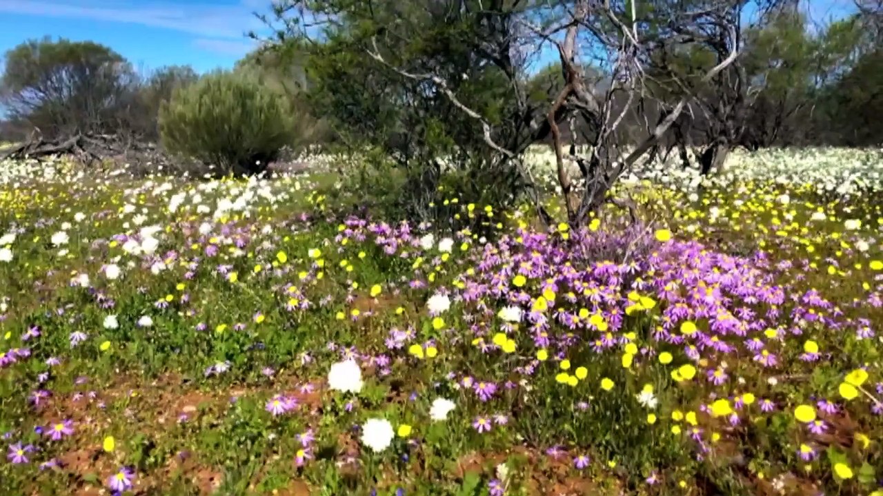 Wildflower season blooms in vibrant fashion in WA’s Midwest