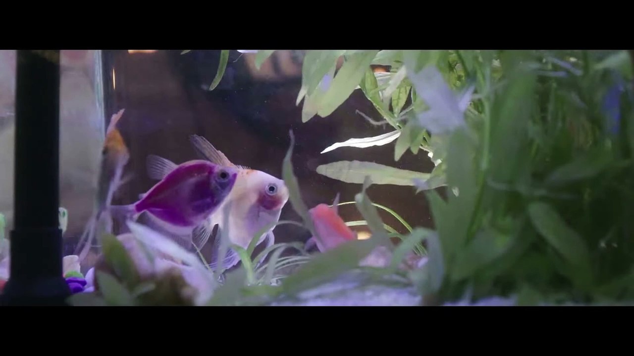 Dilemma (2024) Official Trailer – A Thrilling New Movie Experience 🎬