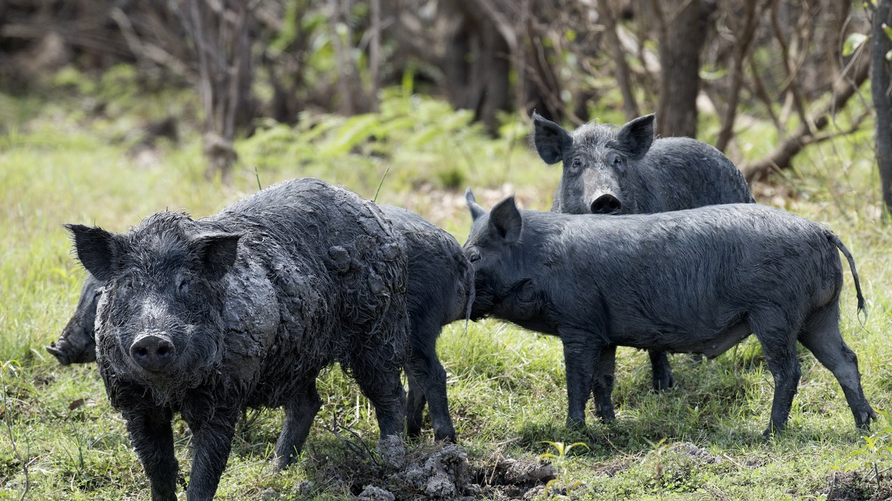 Feral pig program by the numbers