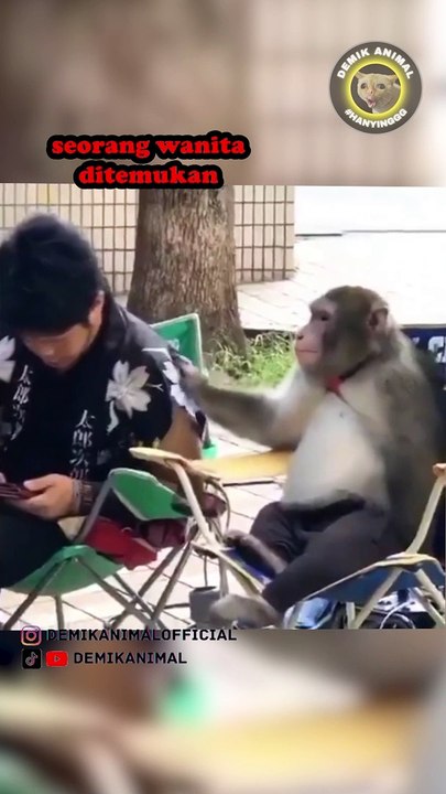 Cute Animal Dubbing for Nonstop Laughter 🐾