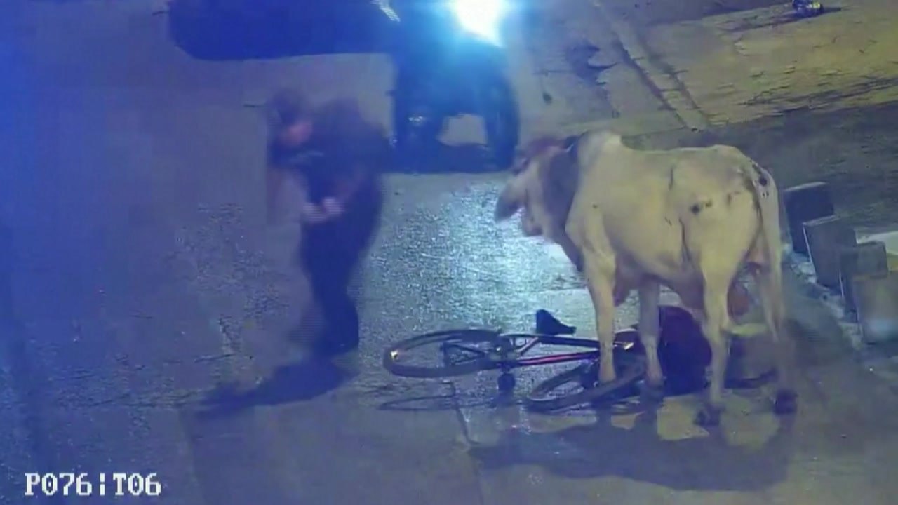 페루 도로에 황소 출현...사람·차량 향해 돌진 / YTN