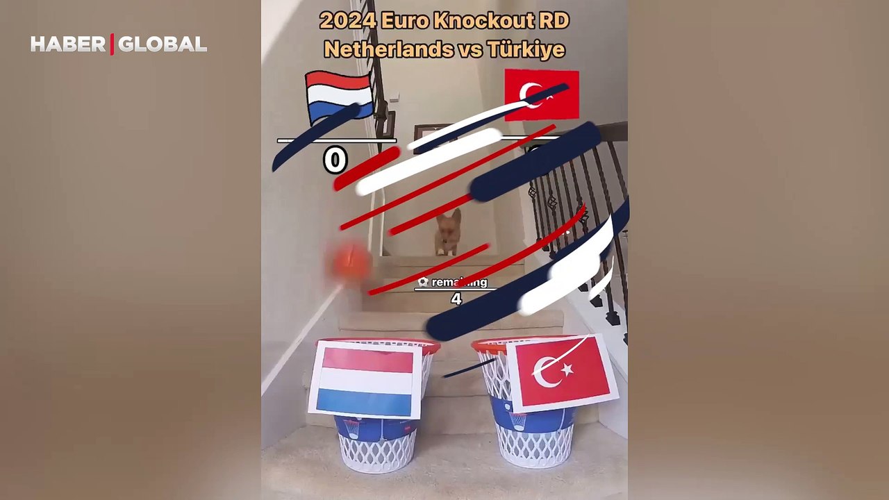 Tüm maçları bilmişti: Kahin köpeğe bu sefer de Türkiye-Hollanda maç skoru soruldu