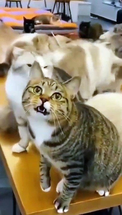 Cutest Silly Cats - Funny Cat Videos