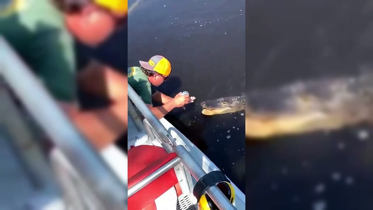 Homem usa ajuda de jacaré para abrir lata de cerveja