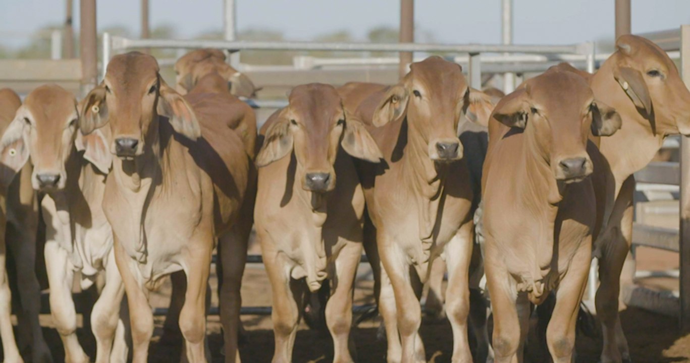 Live export class action timeline | Farmonline