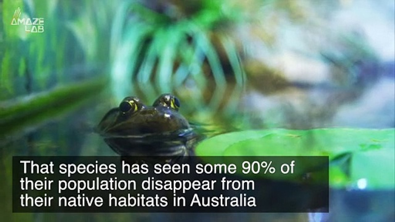 Biologists Develop a Frog Sauna to Help Them Survive Fungal Infections