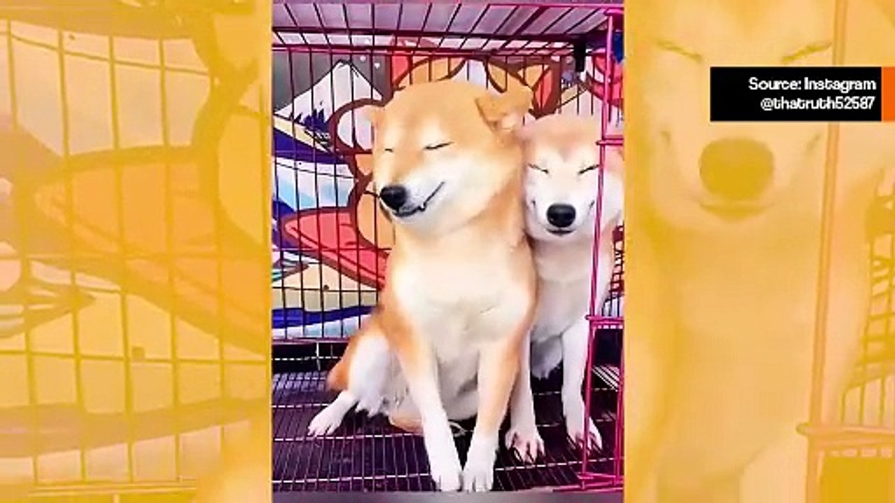 Suloinen video tallentaa koiria, jotka rakastavat poseerata selfieissä